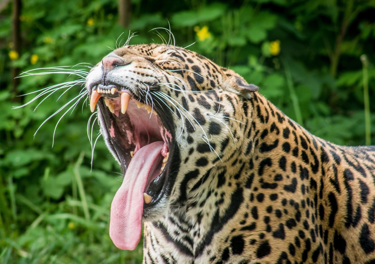 Jaguar Predator Wild Cat Free photo on Pixabay Pixabay
