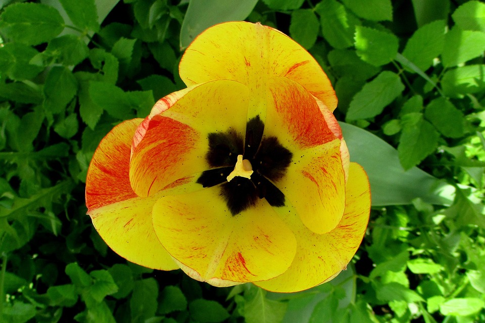Tulipe Le Printemps Jardin Photo Gratuite Sur Pixabay Pixabay tulipe-le-printemps-jardin-photo-gratuite-sur-pixabay-pixabay
