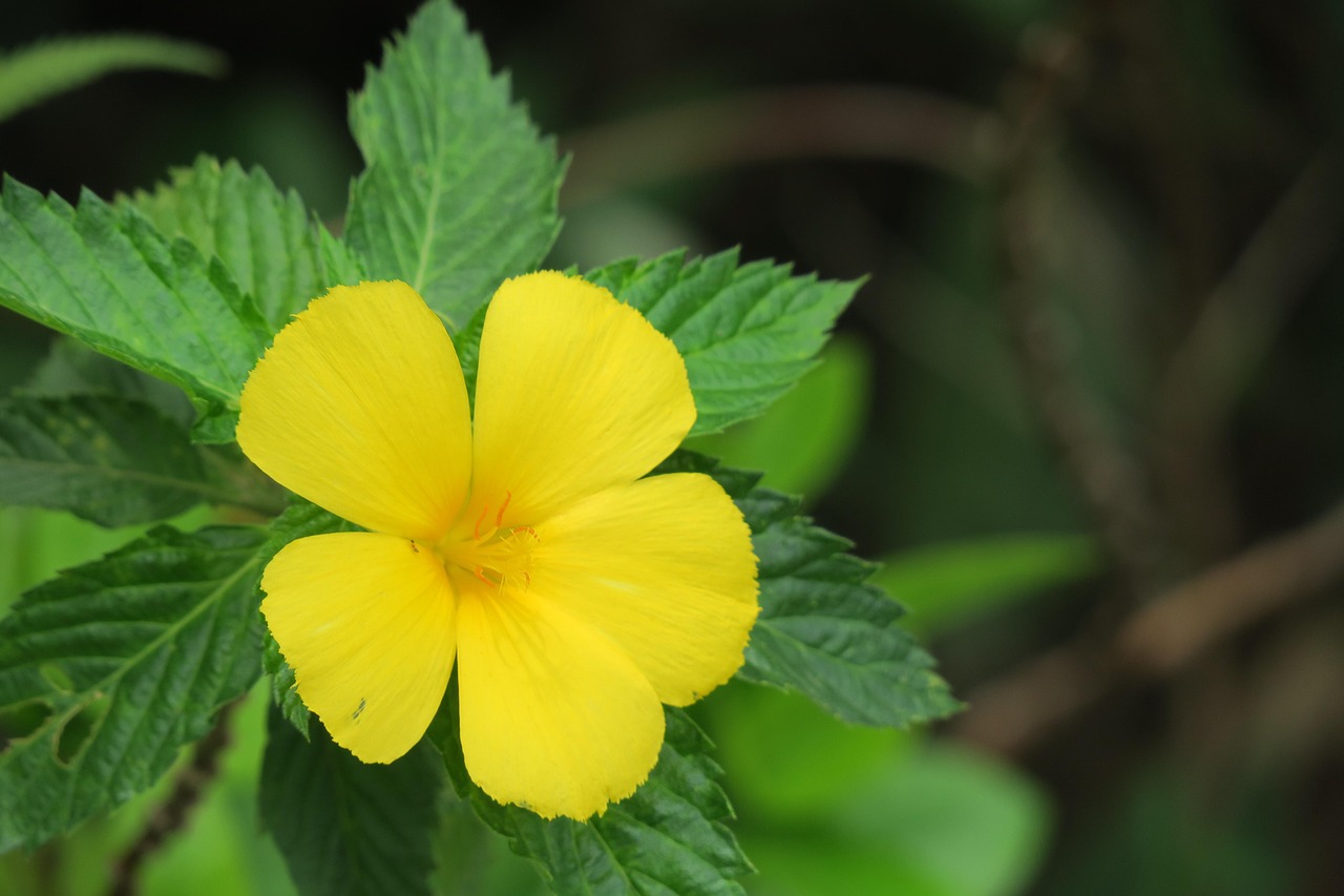 Yellow Clock Flower Nature Plant Free photo on Pixabay Pixabay