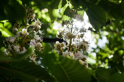 Free Nature Plant photo and picture