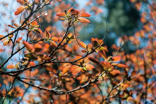 Free Tree Sheet photo and picture