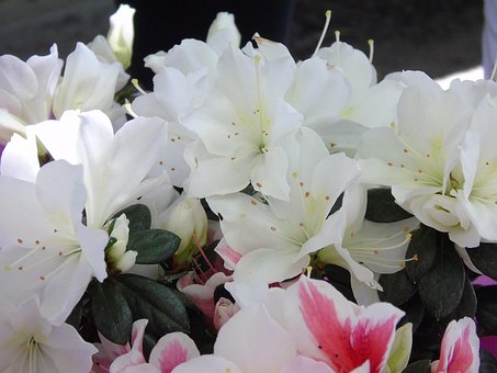 Wit, Bloem, Bloemen