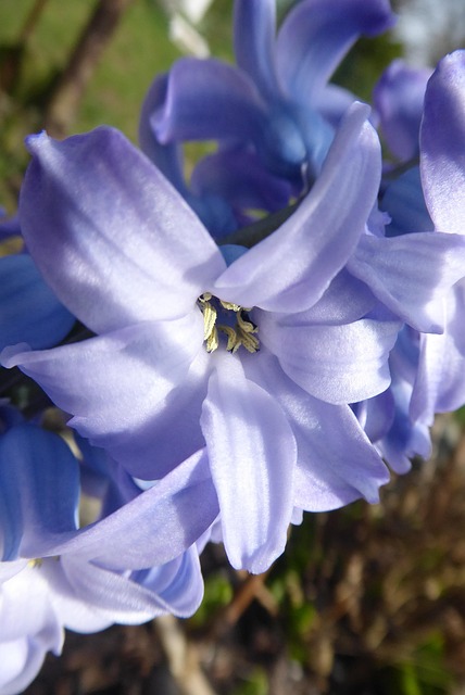 Free Flower Nature photo and picture