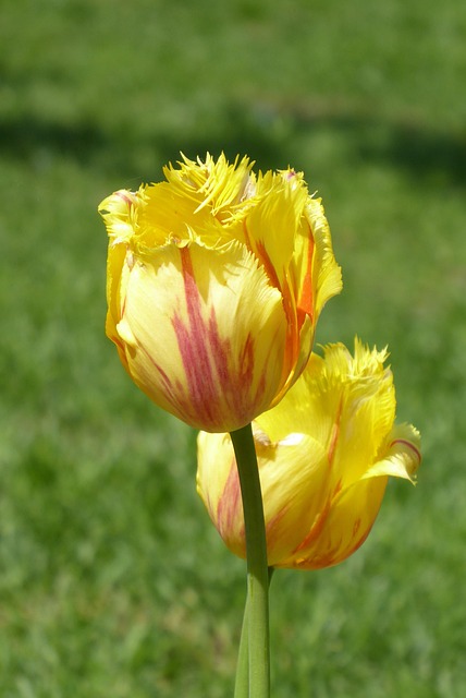 Free Nature Flower photo and picture