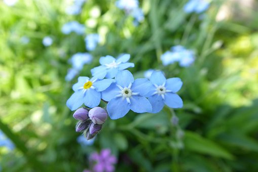 Free Nature Plant photo and picture