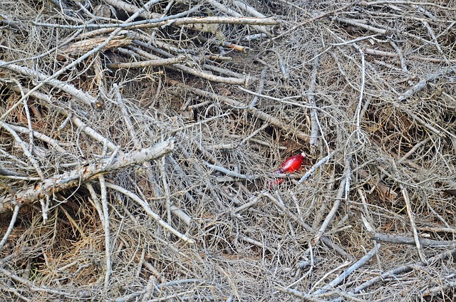Free Branches Calamity photo and picture