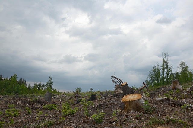 Free Calamity Tree photo and picture