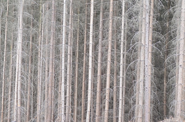 Free Calamity Tree photo and picture