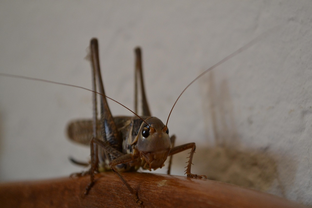 Insect Invertebrate Wildlife - Free photo on Pixabay - Pixabay