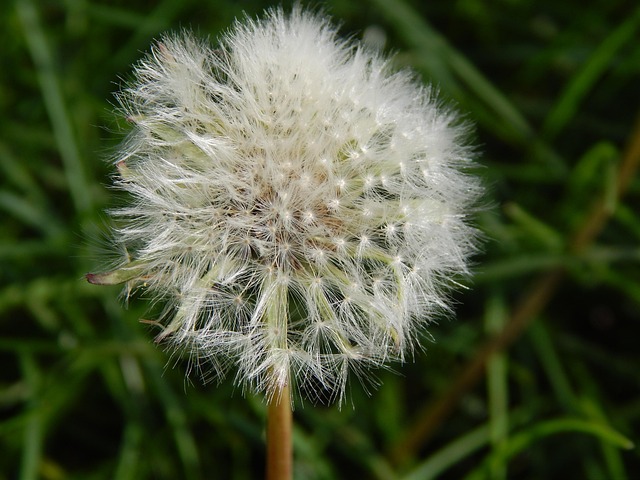 Free Flower Dandelion photo and picture
