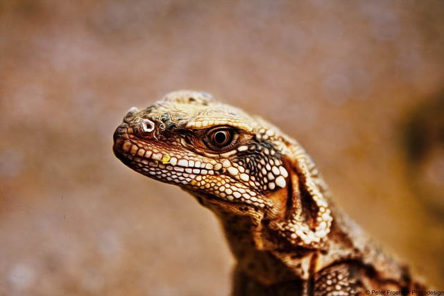 Free Nature Reptile photo and picture