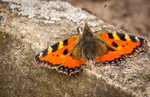 Free Nature Insect photo and picture