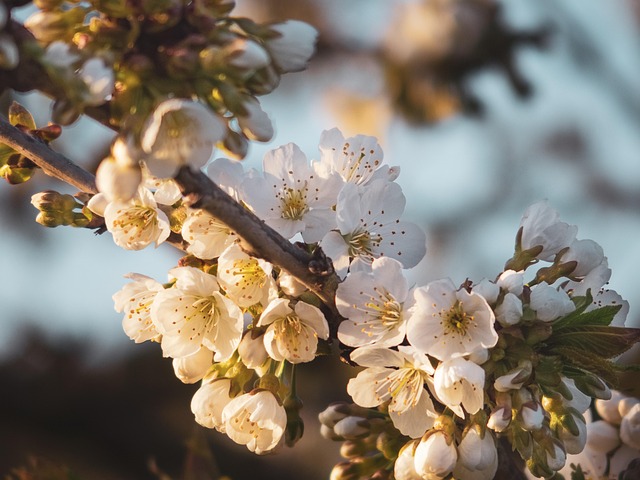 Free Branch Tree photo and picture