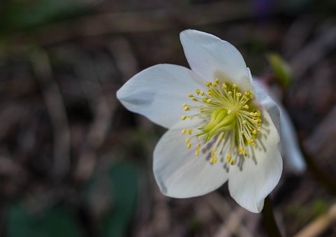 Free Flower Flower Background photo and picture