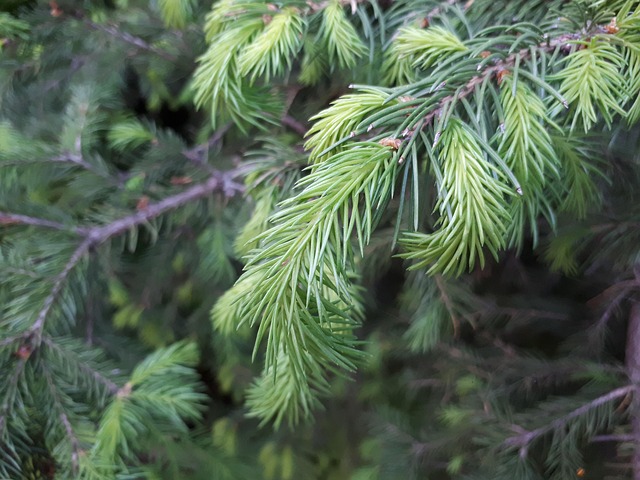 Free Tree Nature photo and picture