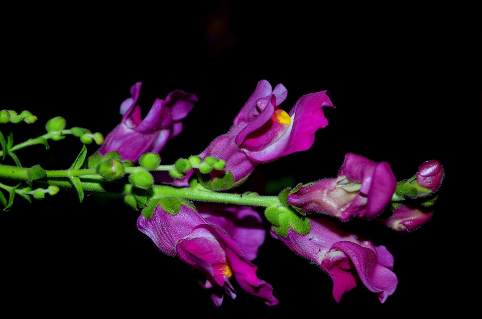 金鱼草花植物 Pixabay上的免费照片