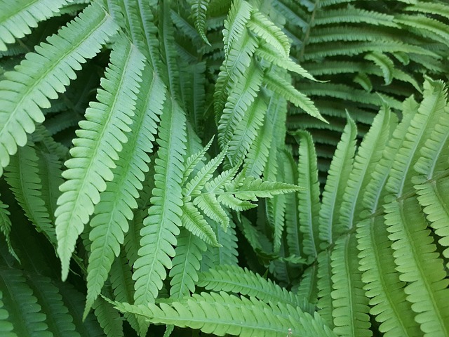 Free Sheet Plant photo and picture