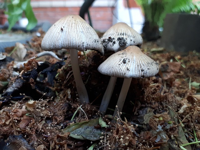 Free Mushroom Toadstool photo and picture