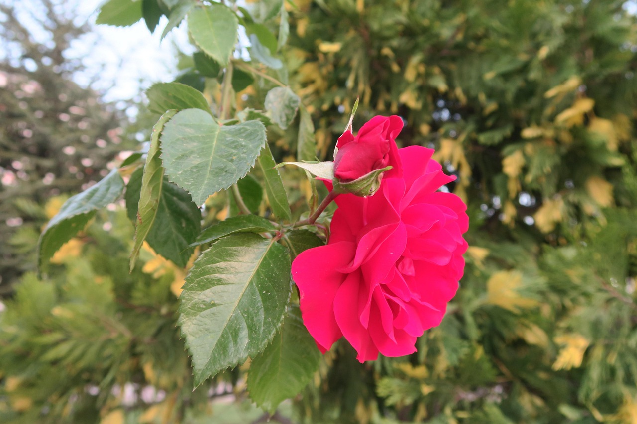 red-rose-3372227_1280.jpg