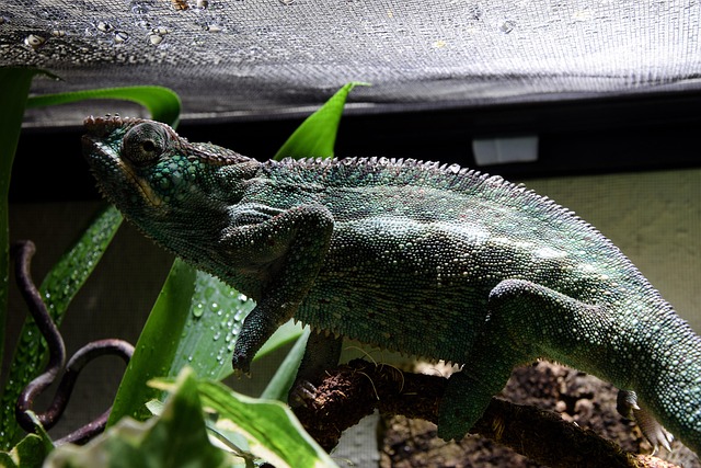 Free Chameleon Waterdrop photo and picture