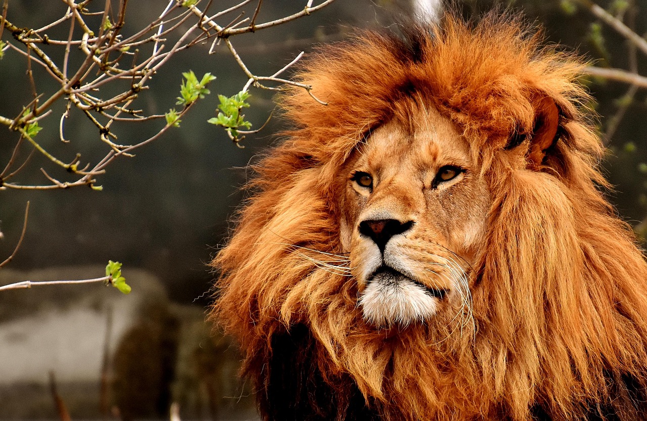10 000 Free Rabbit Lion Lion Images Pixabay 10 000 Free Rabbit Lion Lion Images Pixabay