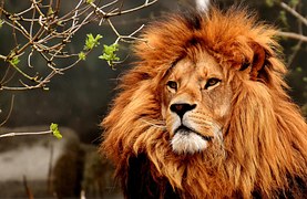 Stone Sculpture Lion - Free photo on Pixabay 