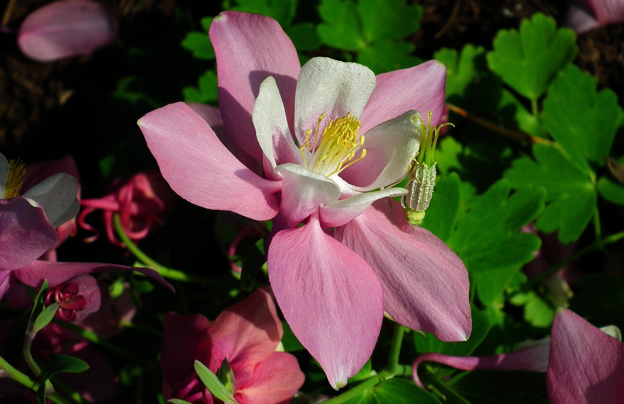 Sitemapcdatahttpsfinkedriinfophoto De Profil Nature Fleurnull