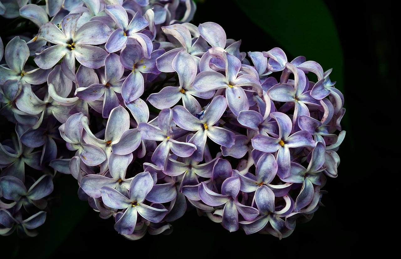 Fleur Sans Plante - Photo gratuite sur Pixabay - Pixabay