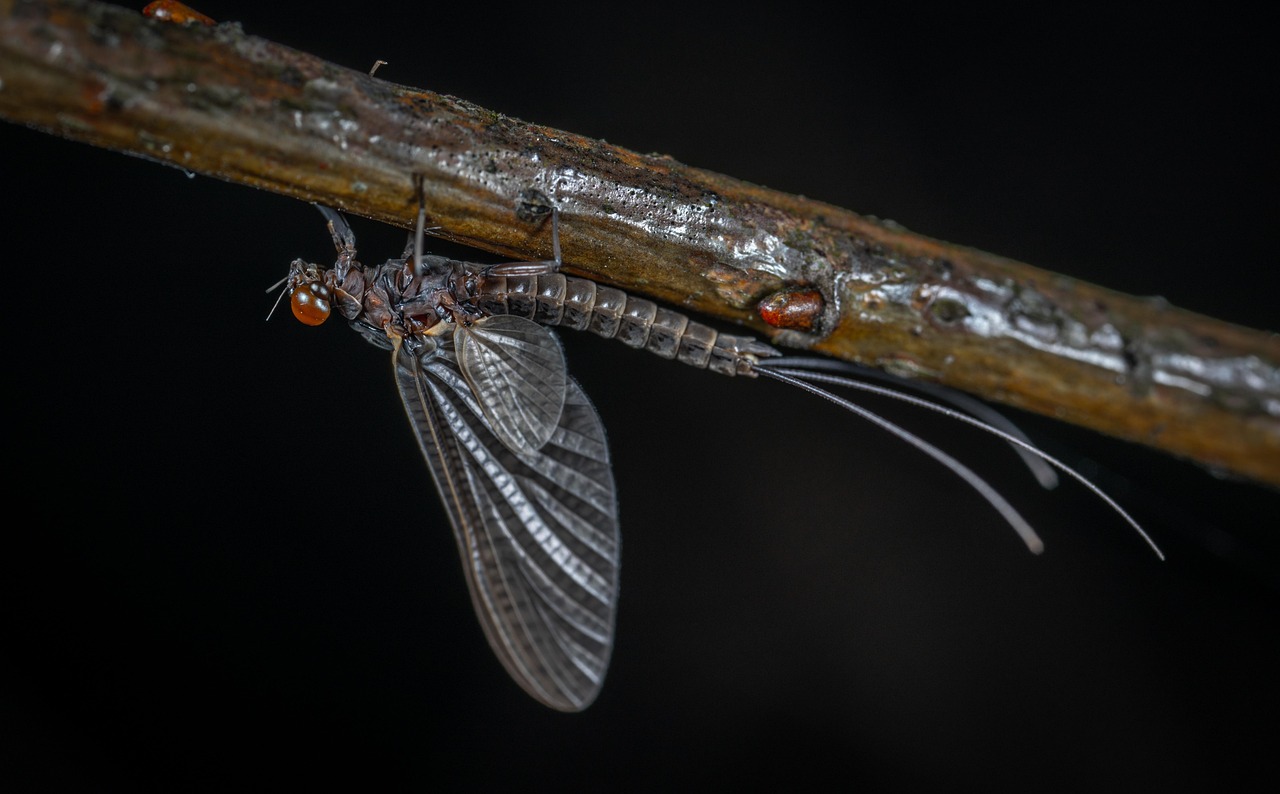 Insect Invertebrate No One - Free photo on Pixabay - Pixabay