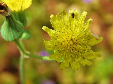 Free Yellow Nature photo and picture