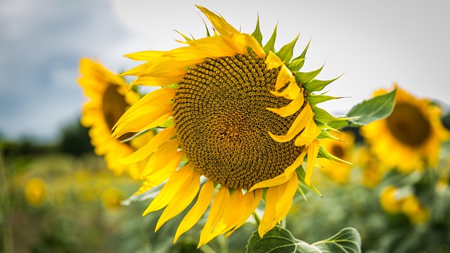 Natuur, Mooie Bloemen, Bloem Achtergrond