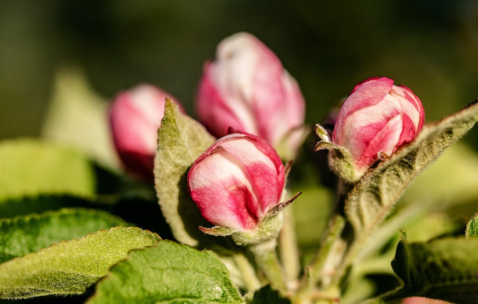Apple Tree Blossom Bloom Free photo on Pixabay Pixabay