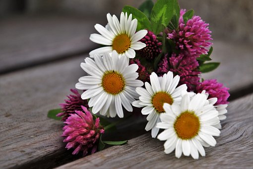 Spring, Clover, Flower, Nature, Plant