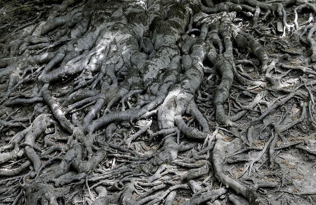 Die Wurzeln Der, Baum, Natur, Modell