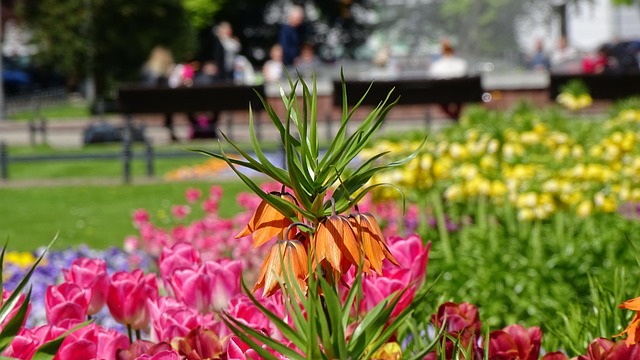 Free Flower Nature photo and picture
