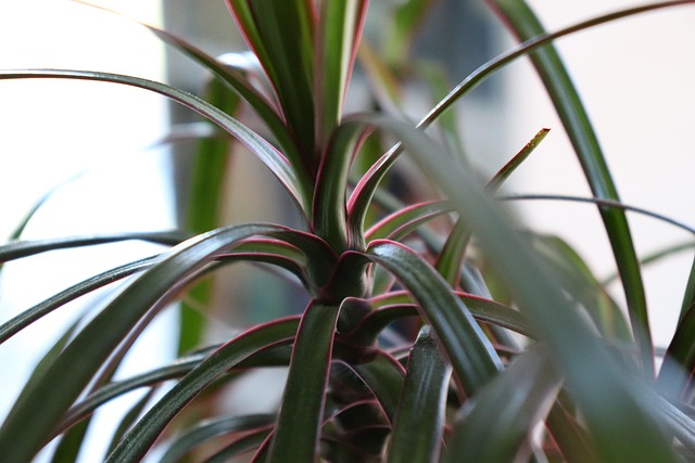 Free Plant Nature photo and picture