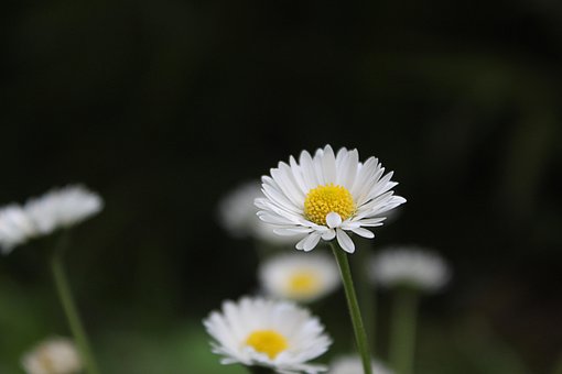 Natur, Pflanze, Blumentapete