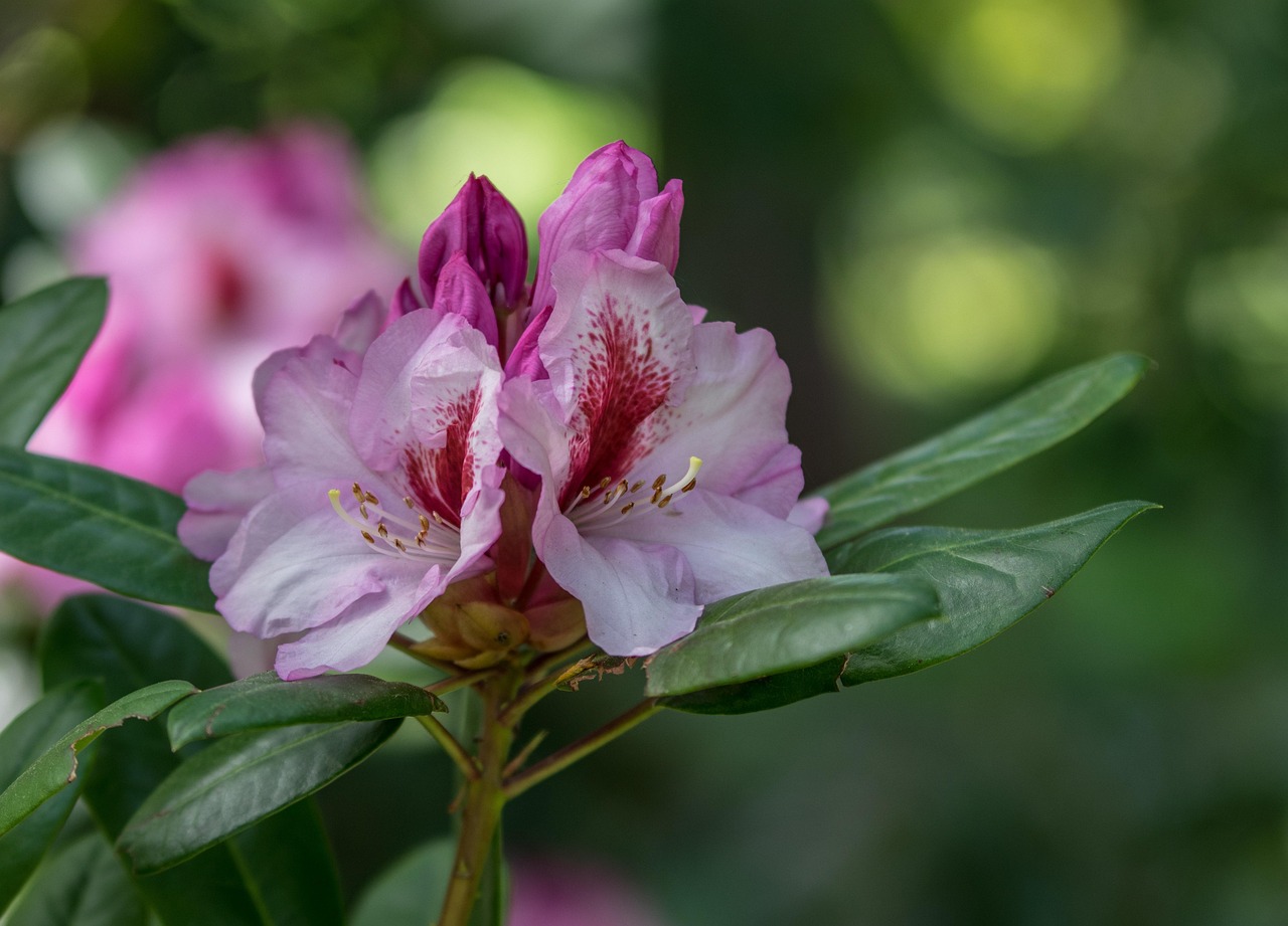 自然 开花 花 - Pixabay上的免费照片 - Pixabay