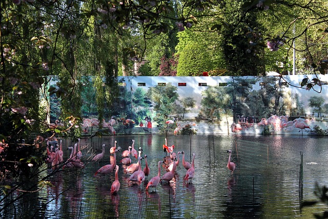Free Flamingo Flamingos photo and picture