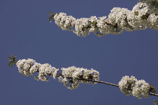 Blomst, Kirsebær, Hvid, Forår