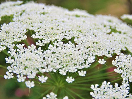 Free Flower Flora photo and picture