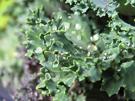Free Kale Flora photo and picture