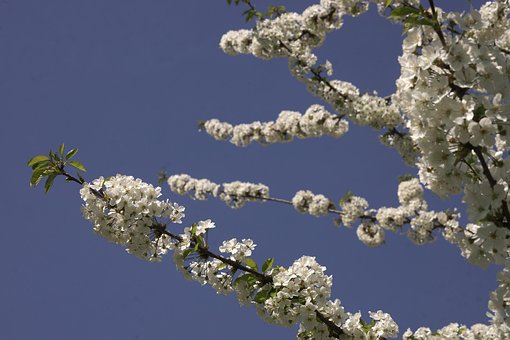 Blomst, Forår, Hvid, Blå Himmel, Gren