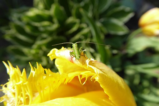 Free Flower Nature photo and picture