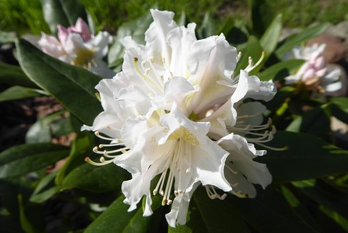 Free Flower Nature photo and picture