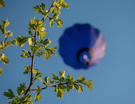 Natur, Flora, Blume, Baum, Wachstum