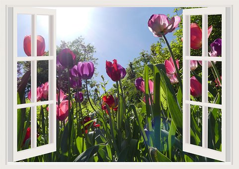 Free Tulips Flower photo and picture