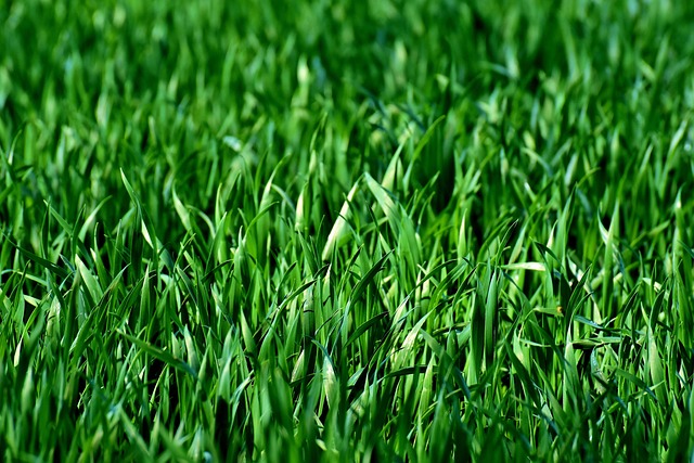 30 000 Free Grass Field Nature Images Pixabay