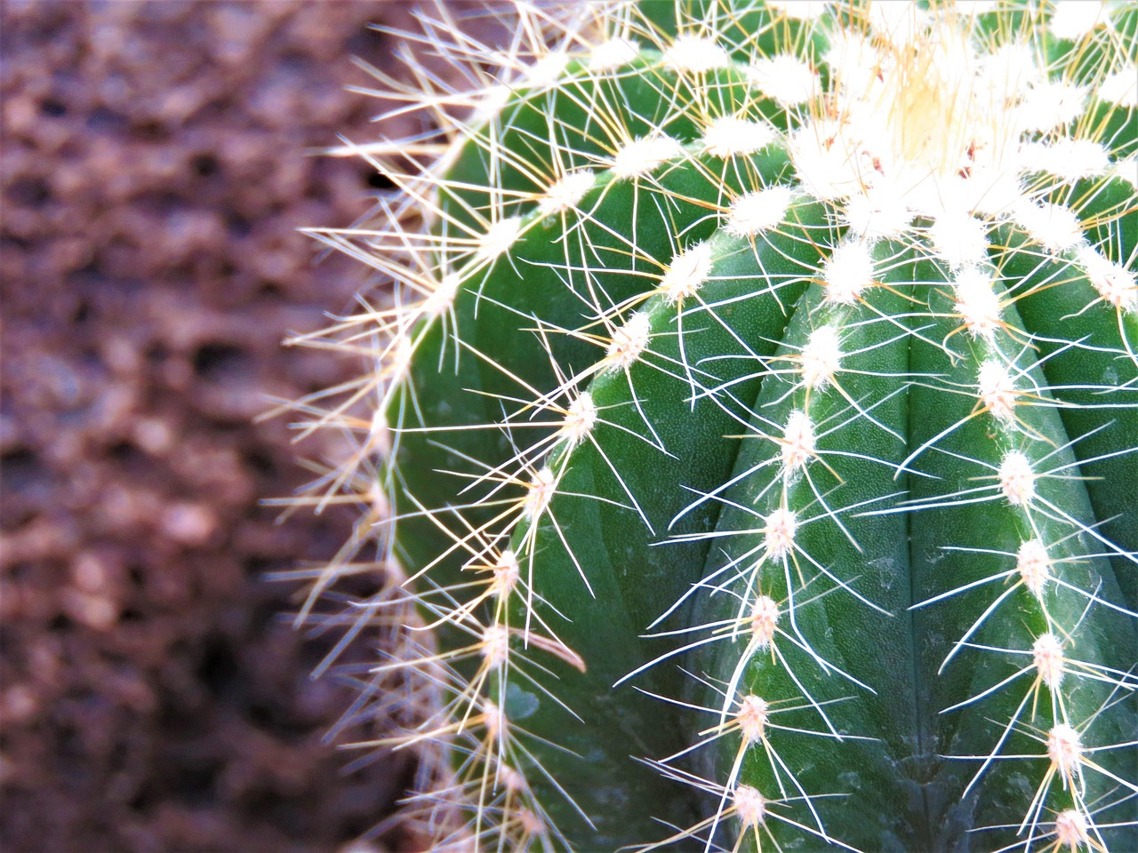 Cactus Spine Succulent Free photo on Pixabay Pixabay