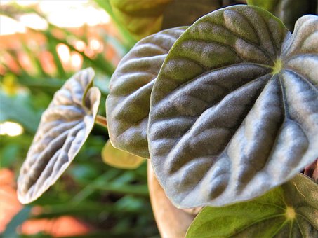 Free Leaf Nature photo and picture